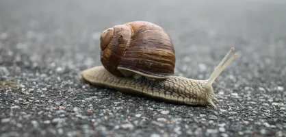 Snail