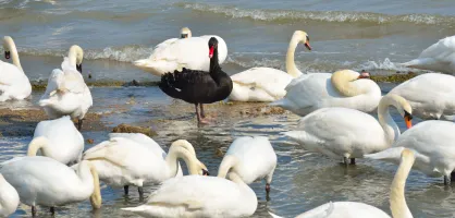 Black Swan Black Swan