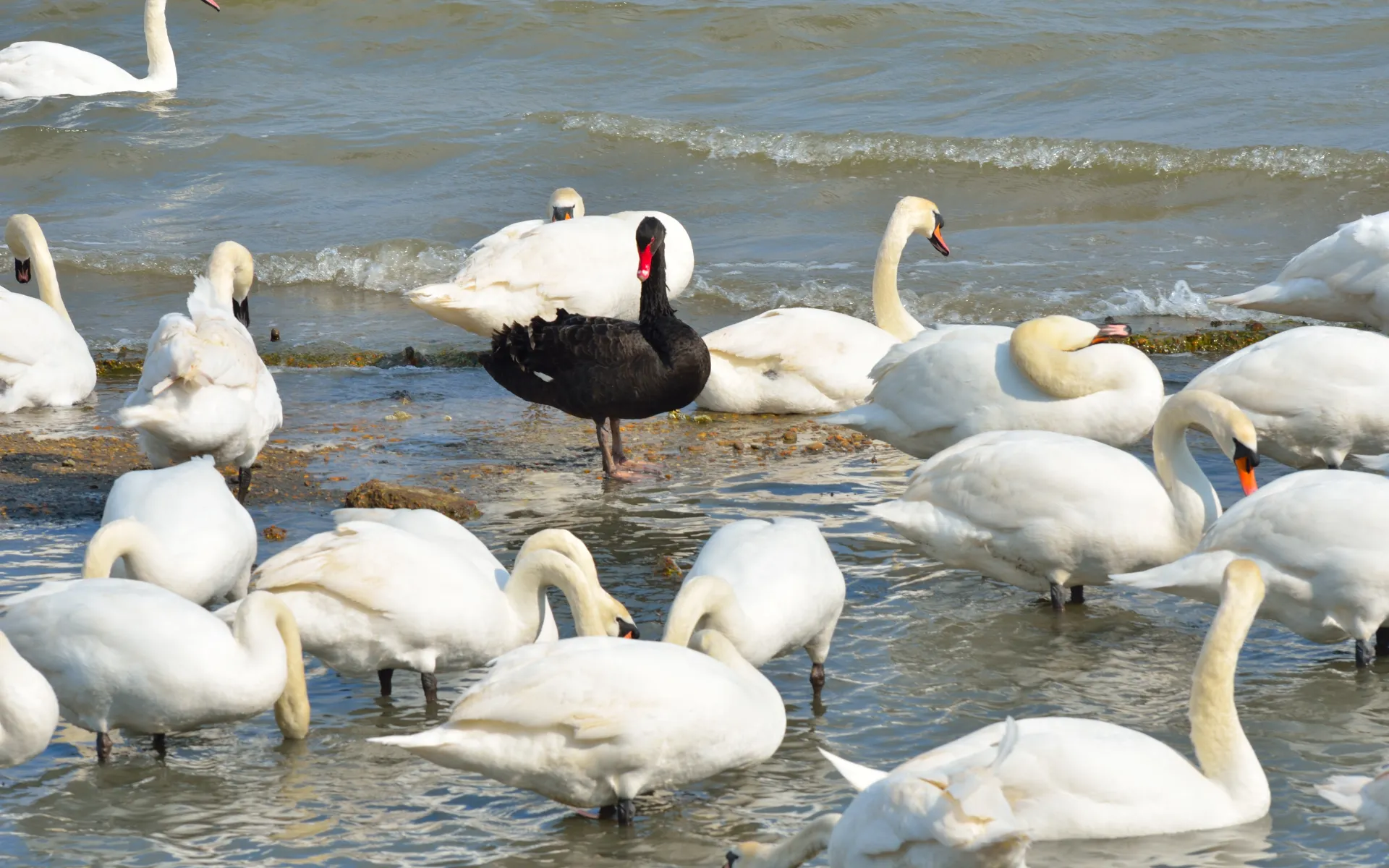 Black Swan Black Swan